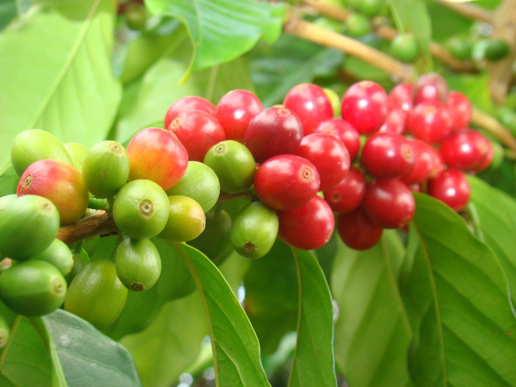 Pohled na kávové bobule na plantáži s kávou