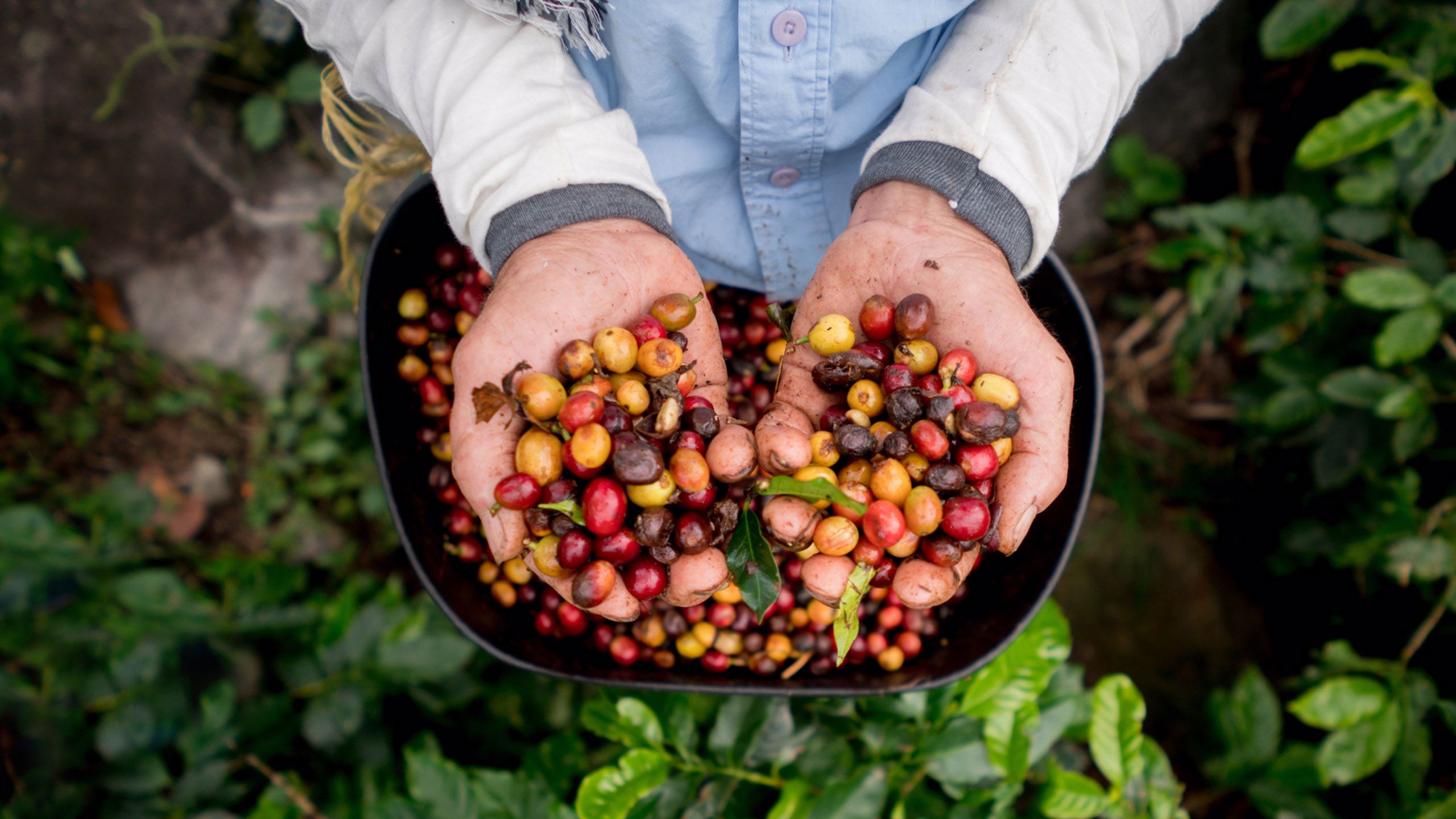 Sběr kávy na plantáži