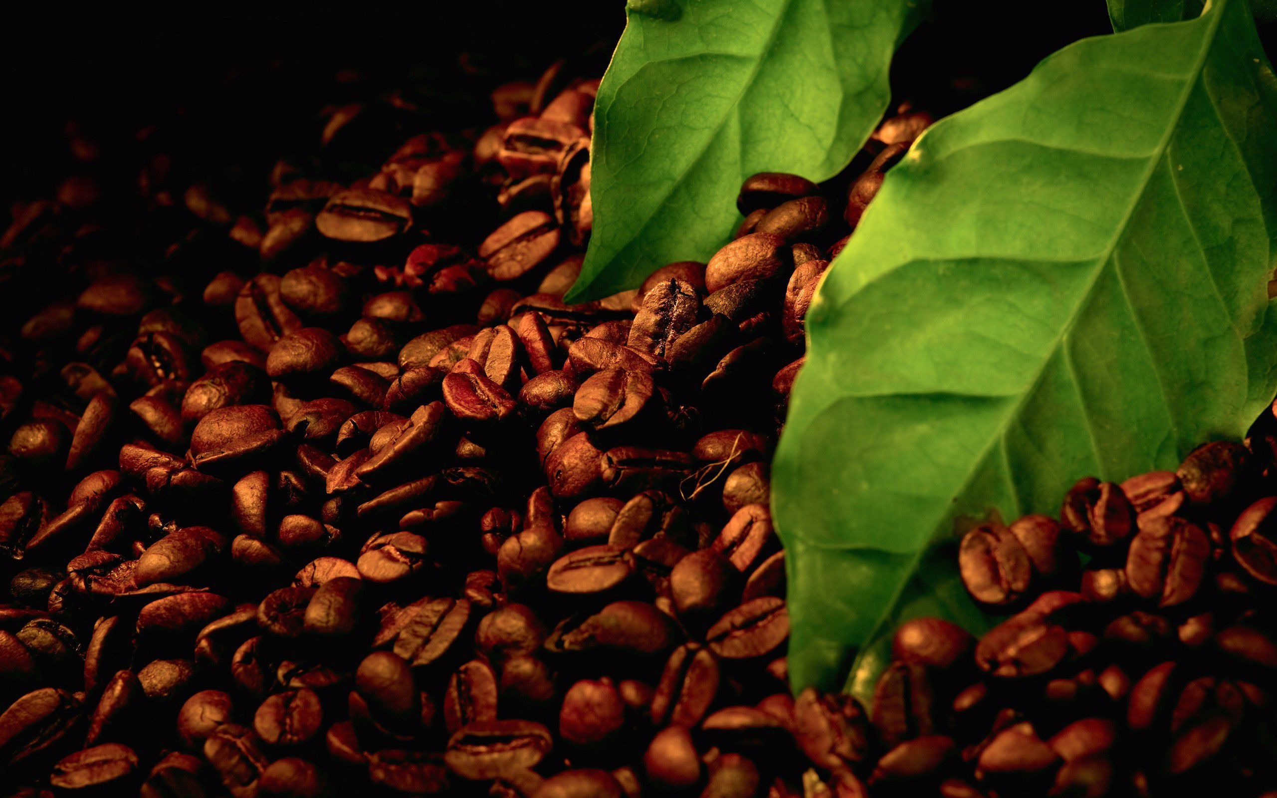 Čerstvě pražená zrnková káva