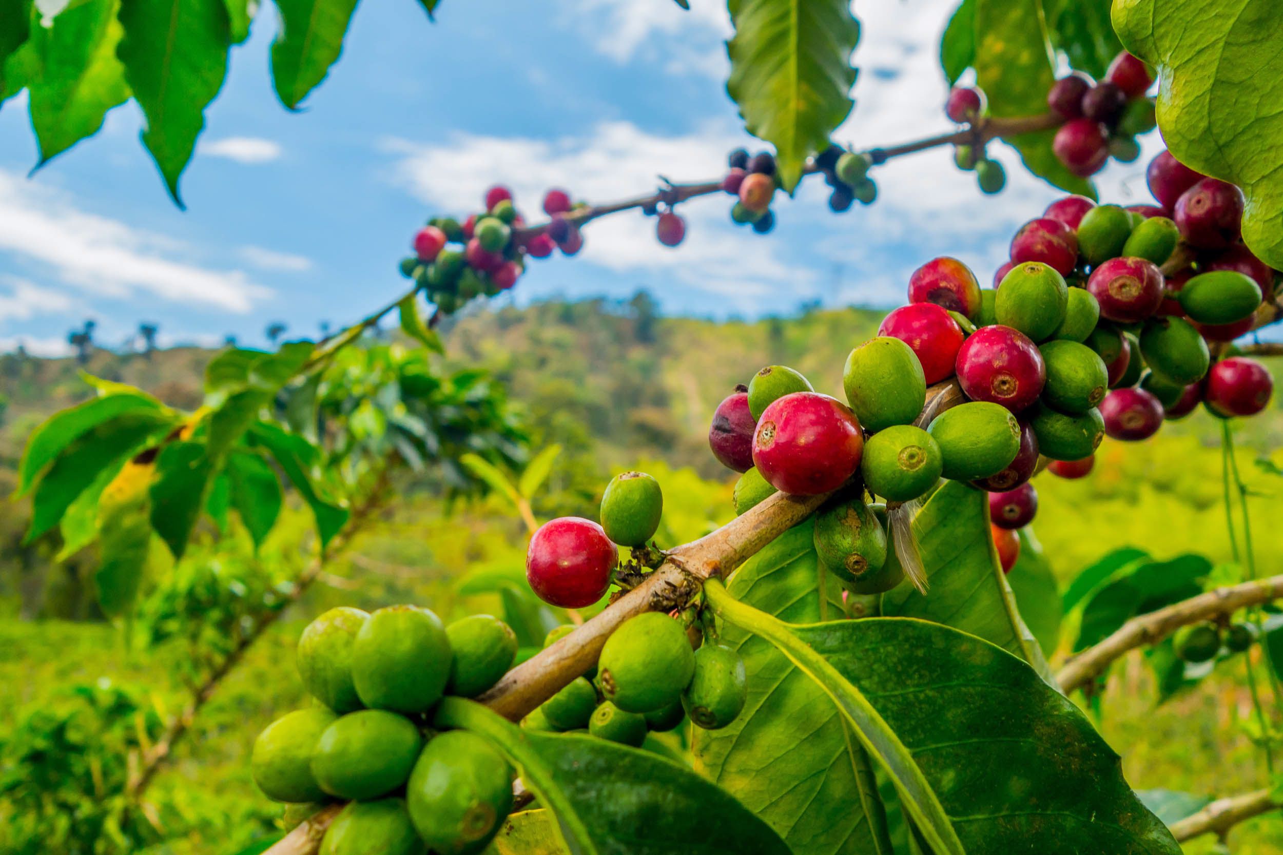 Kávové zrna na plantáži s kávou
